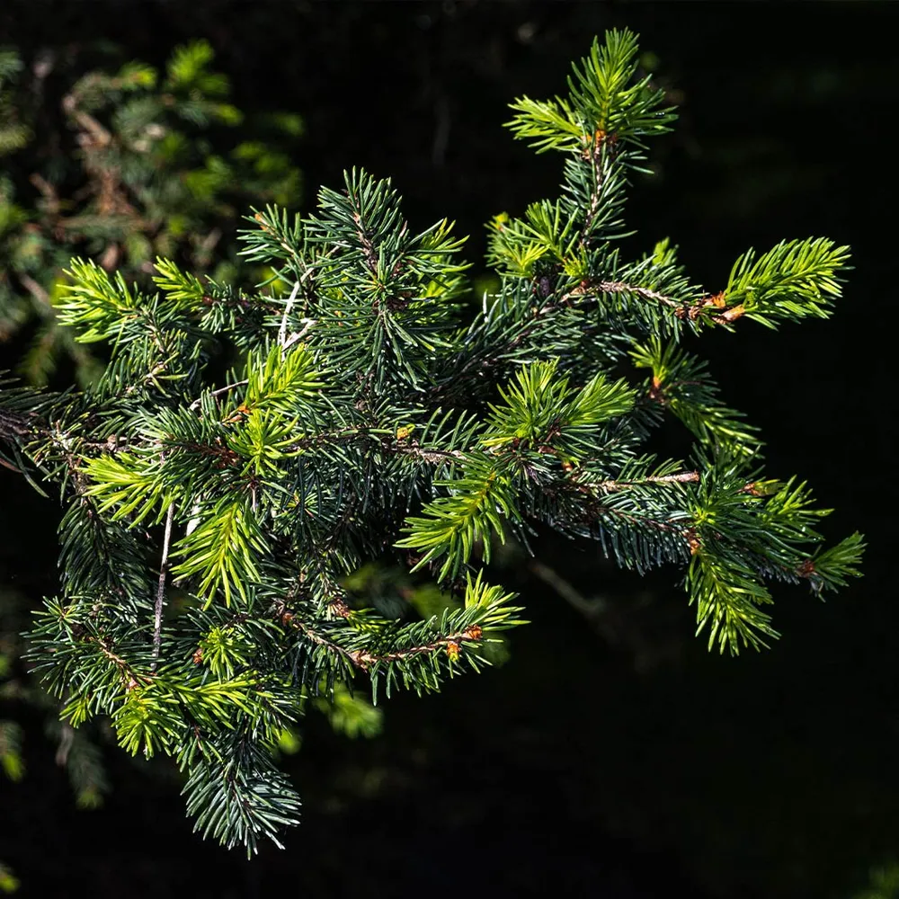 Hillside Upright Norway Spruce Artificial Christmas Tree 1