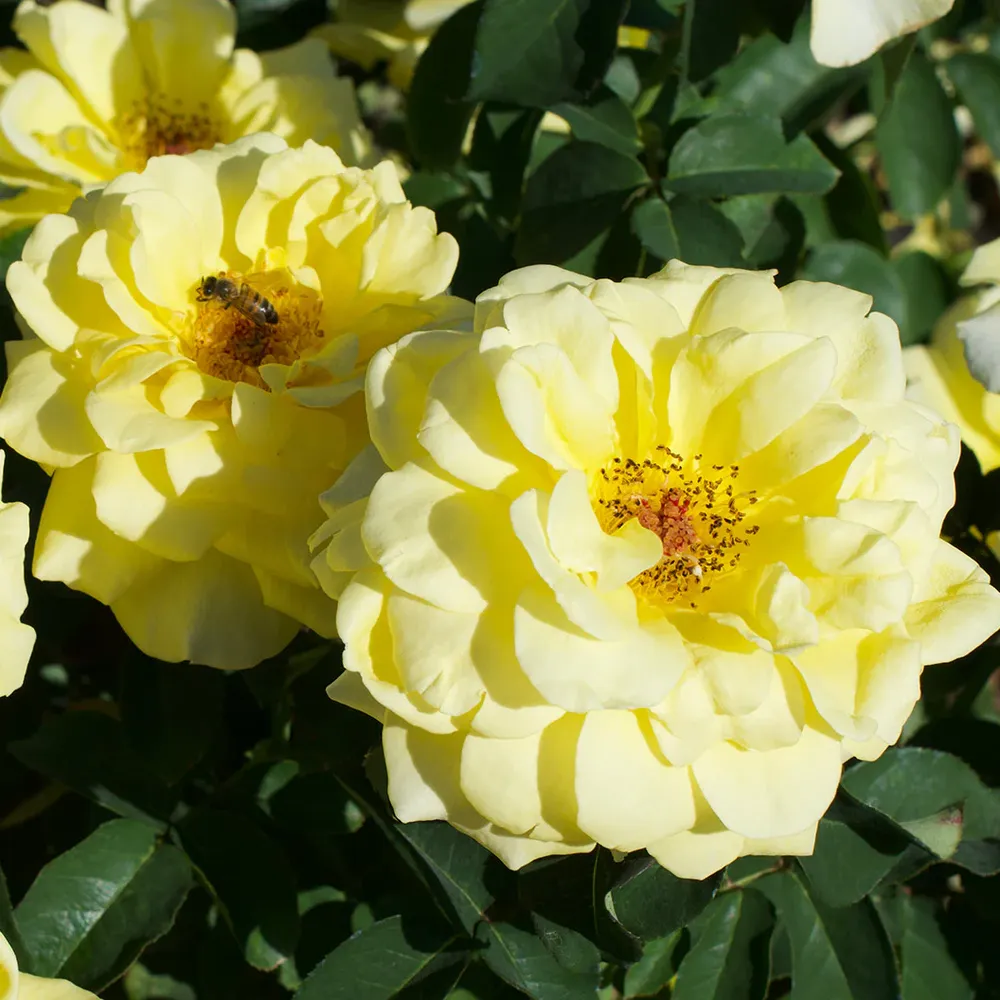 Bee Heaven™ Rose Shrub - Hardy Flowering Garden Plant