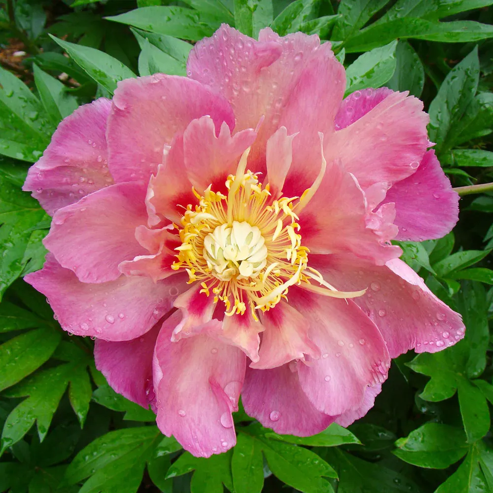 Garden Candy® Sweet Treat™ Itoh Peony Plant 1