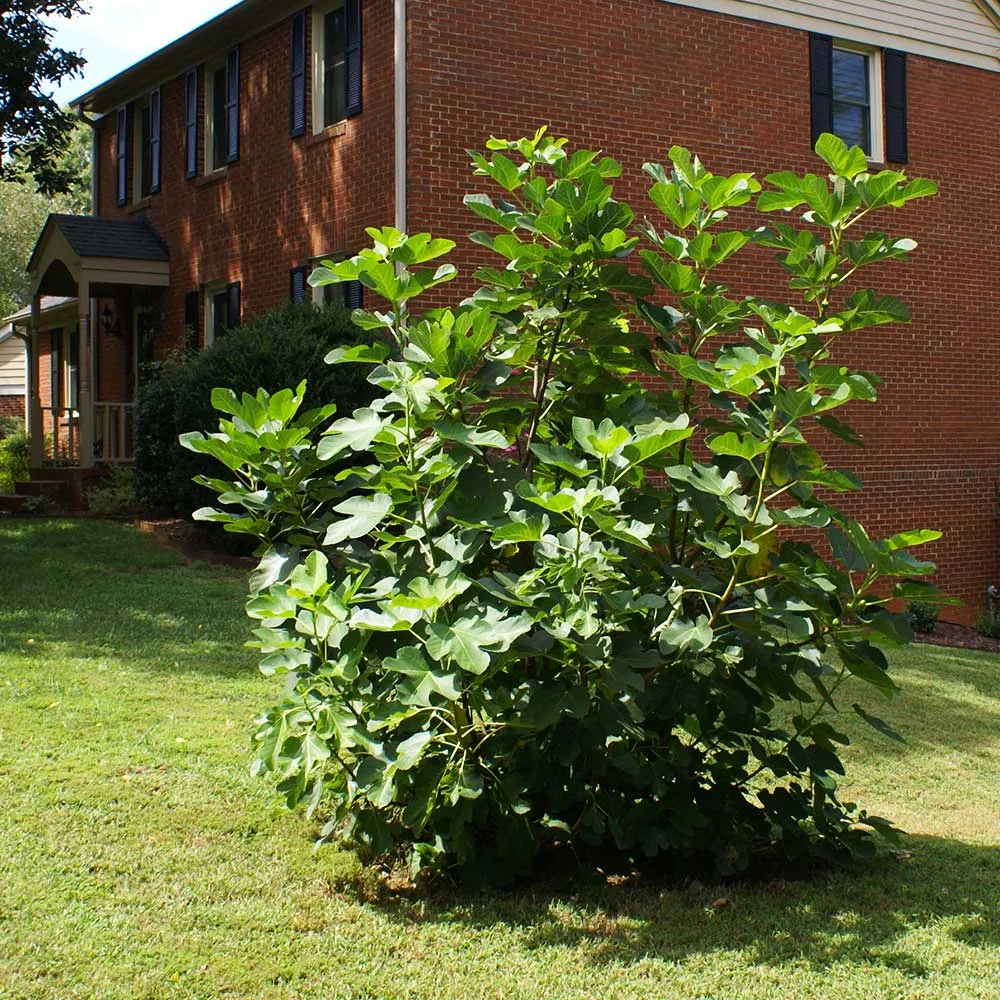 Black Mission Fig Tree - Live Fruit-Bearing Plant for Home Gardens 2