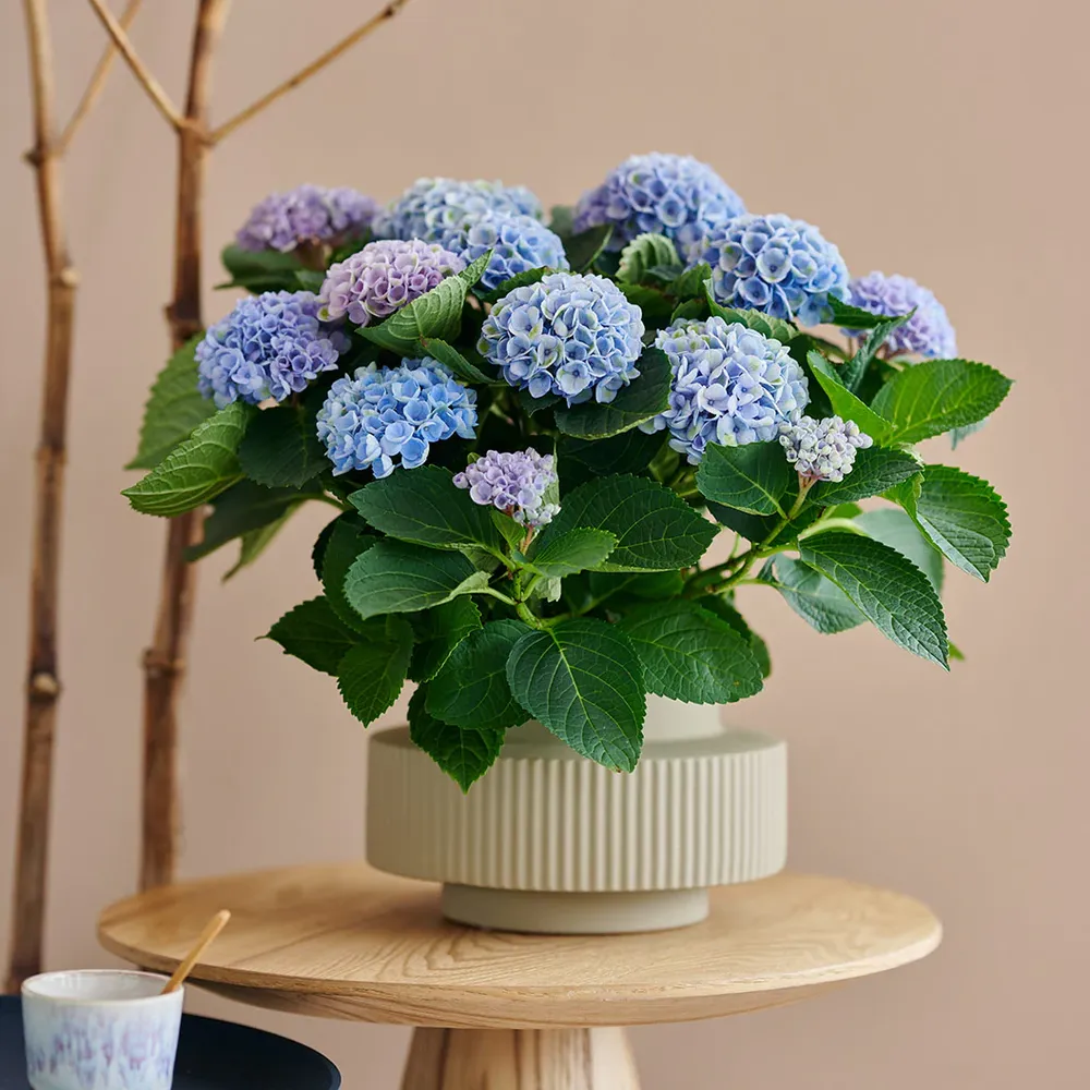 Hydrangea Magical Revolution Color-Changing Garden Shrub 4
