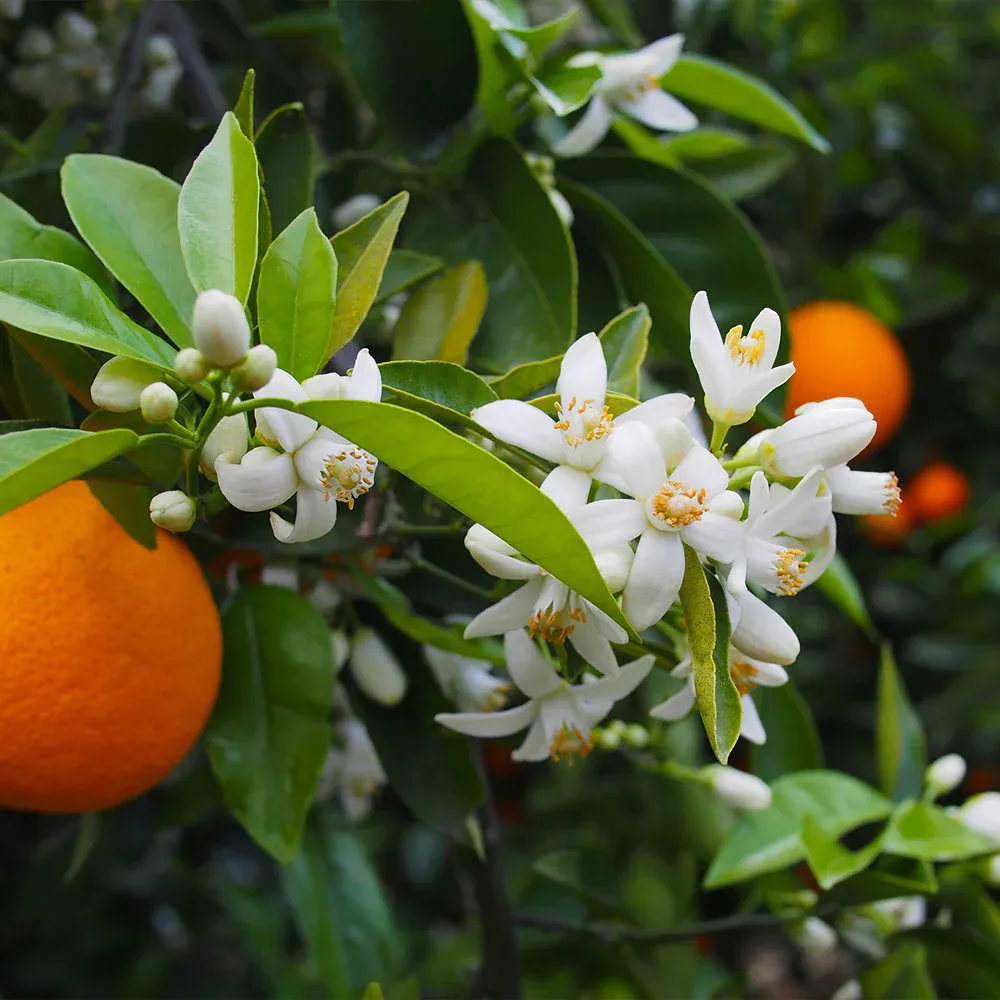 Valencia Orange Tree - Citrus Sinensis Live Fruit Plant 2