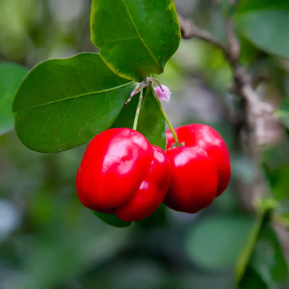 Barbados Acerola Cherry Shrub (Malpighia Emarginata) Live Fruit Plant