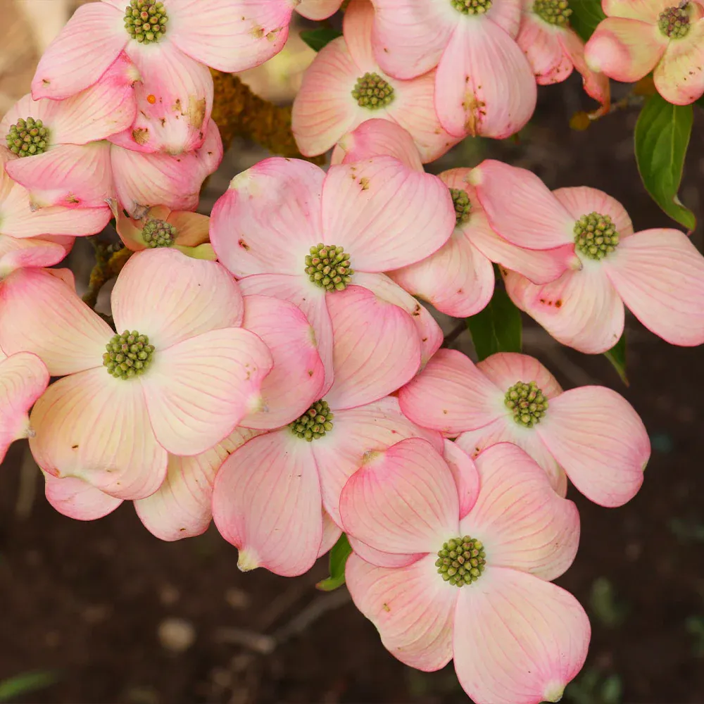 Stellar Pink Dogwood Tree - Flowering Ornamental Deciduous Tree