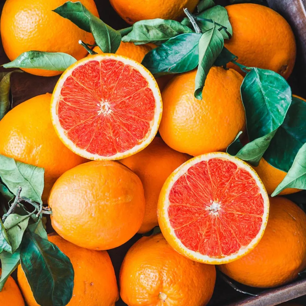 Cara Cara Orange Tree - Live Citrus Fruit Plant