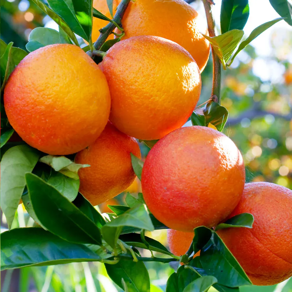 Blood Orange Tree - Live Citrus Fruit Plant for Home and Garden 1
