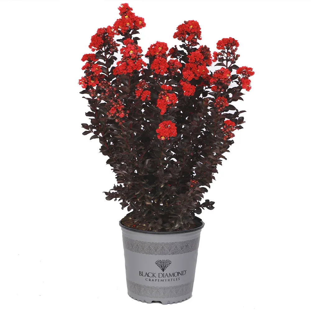 Radiant Red Crape Myrtle - Dark Foliage Ornamental Flowering Shrub 1