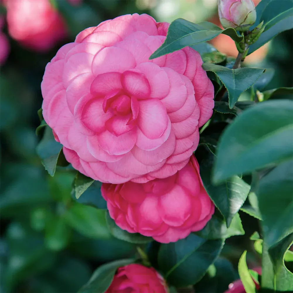 Early Wonder Camellia Shrub - Evergreen Flowering Garden Plant 2