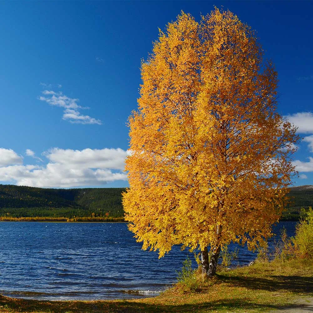 Heritage River Birch (Betula nigra) 4
