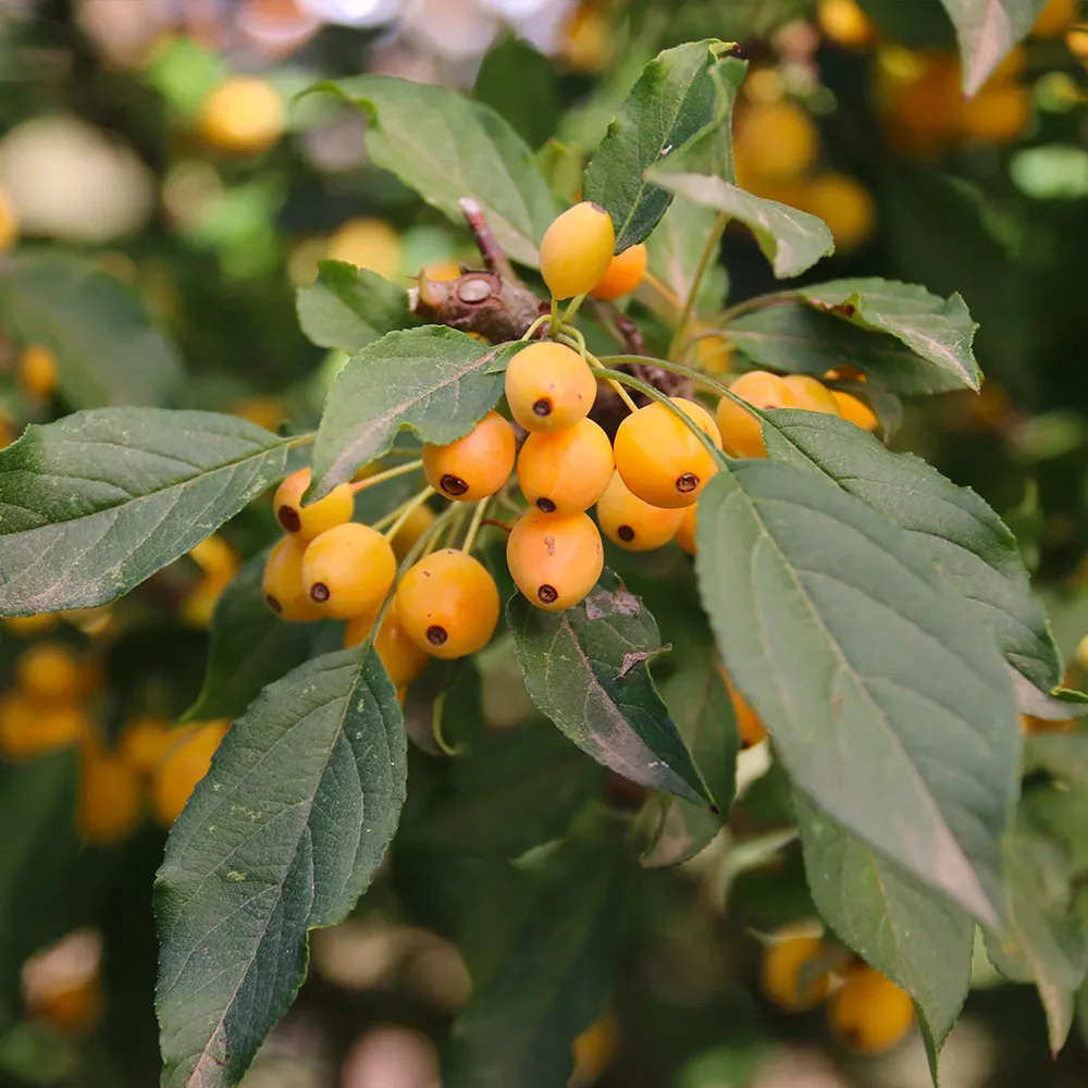 Snow Crystal® Crabapple Tree 2