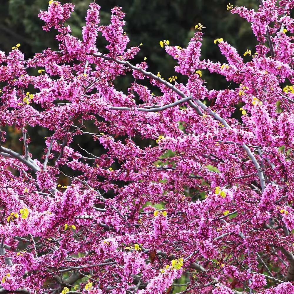 Rise 'N Shine Redbud Tree (Cercis canadensis) - Ornamental Flowering Tree 2