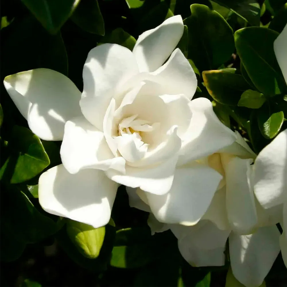 Jubilation Gardenia Shrub - Repeat-Blooming Fragrant Evergreen Plant 2
