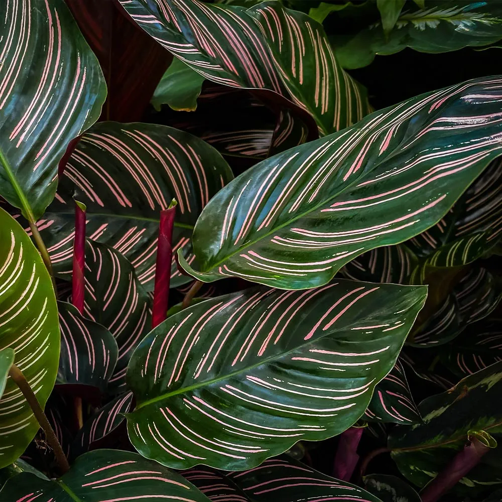 Calathea Ornata Pinstripe Indoor Tropical Plant 1