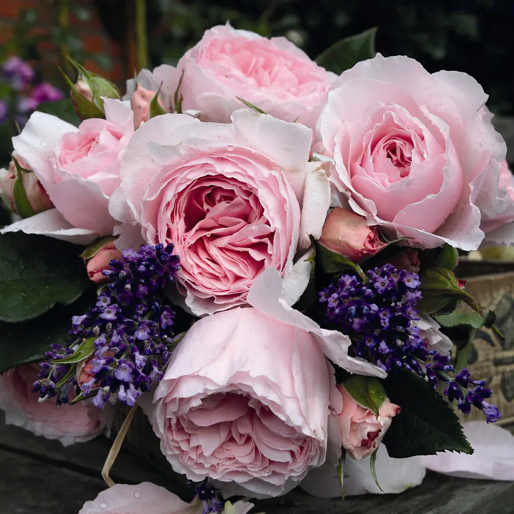 Scentuous® Rose Shrub - Hardy Flowering Garden Bush 1