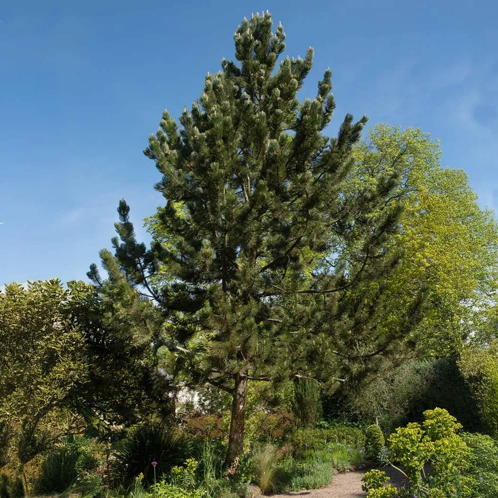 Bosnian Pine Tree (Pinus heldreichii) Ornamental Evergreen Conifer