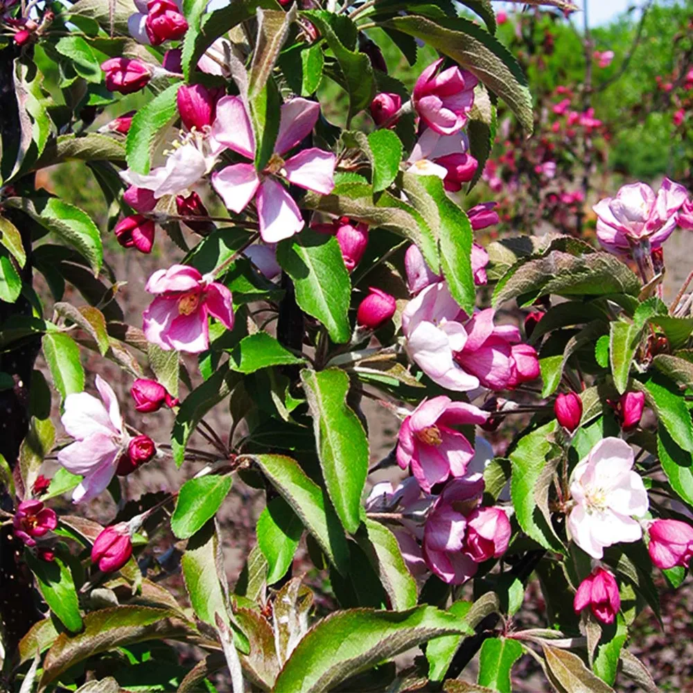 Emerald Spire Crabapple Tree - Columnar Ornamental Flowering Tree 3
