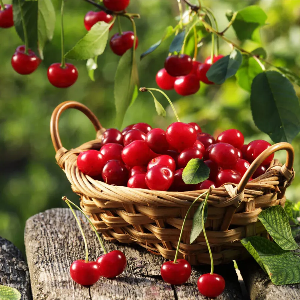 Montmorency Cherry Extract Supplement - Concentrated Tart Cherry Capsules