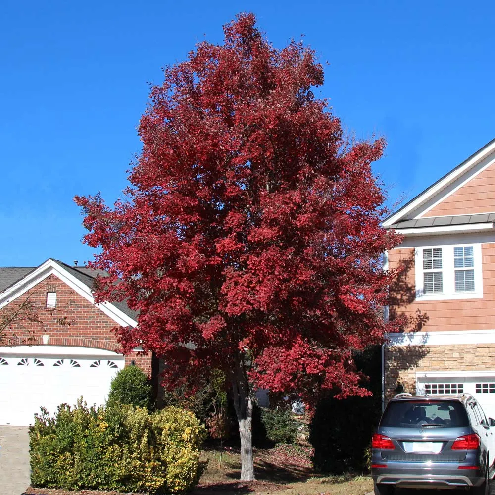 Artificial American Red Maple Tree for Indoor Home and Office Decor