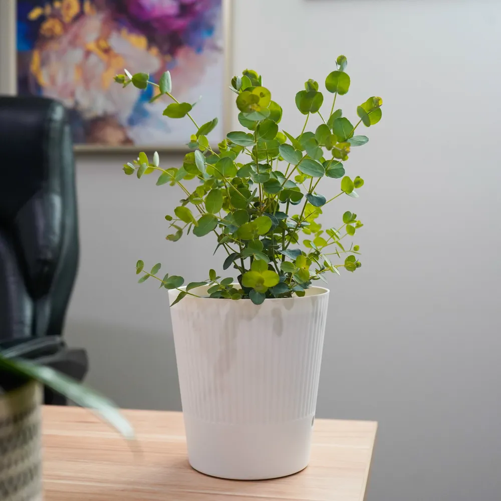 Silver Drop Eucalyptus Artificial Plant in White Decorative Pot