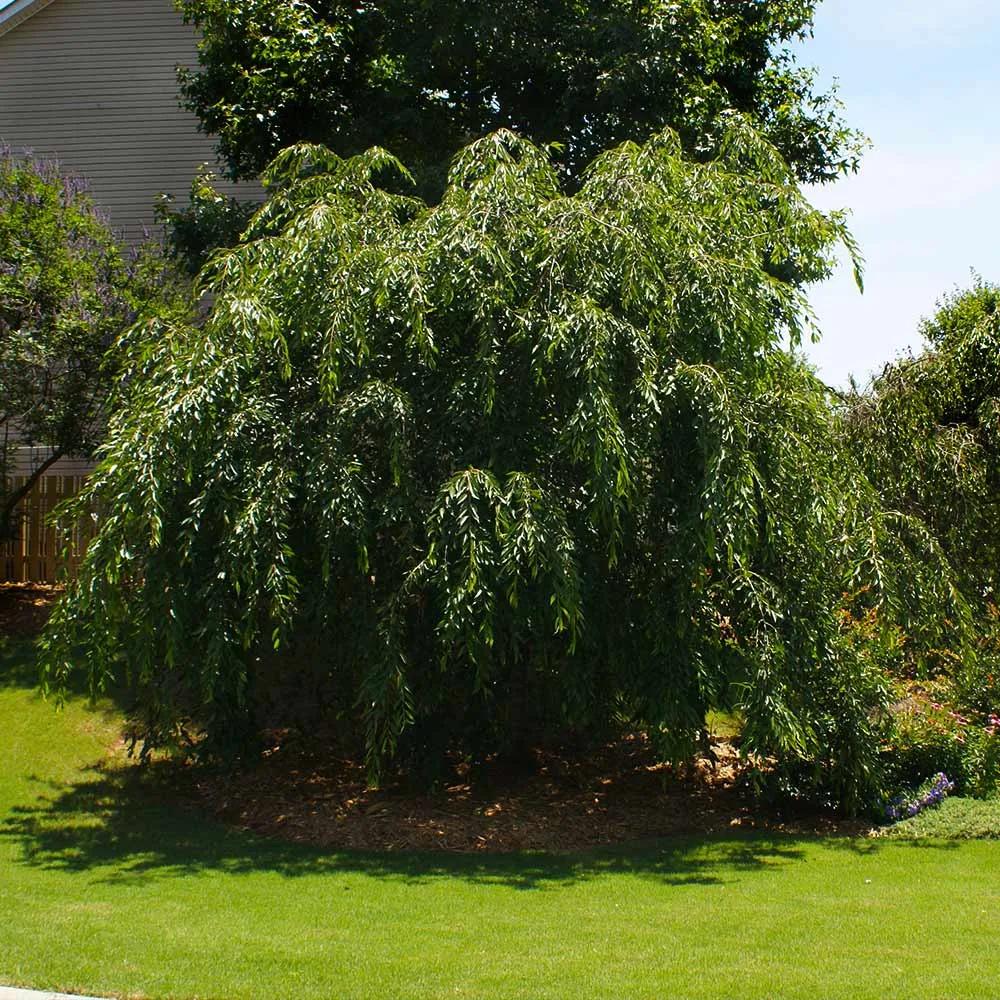 Double Pink Weeping Cherry Tree - Cascading Ornamental Flowering Sapling 1