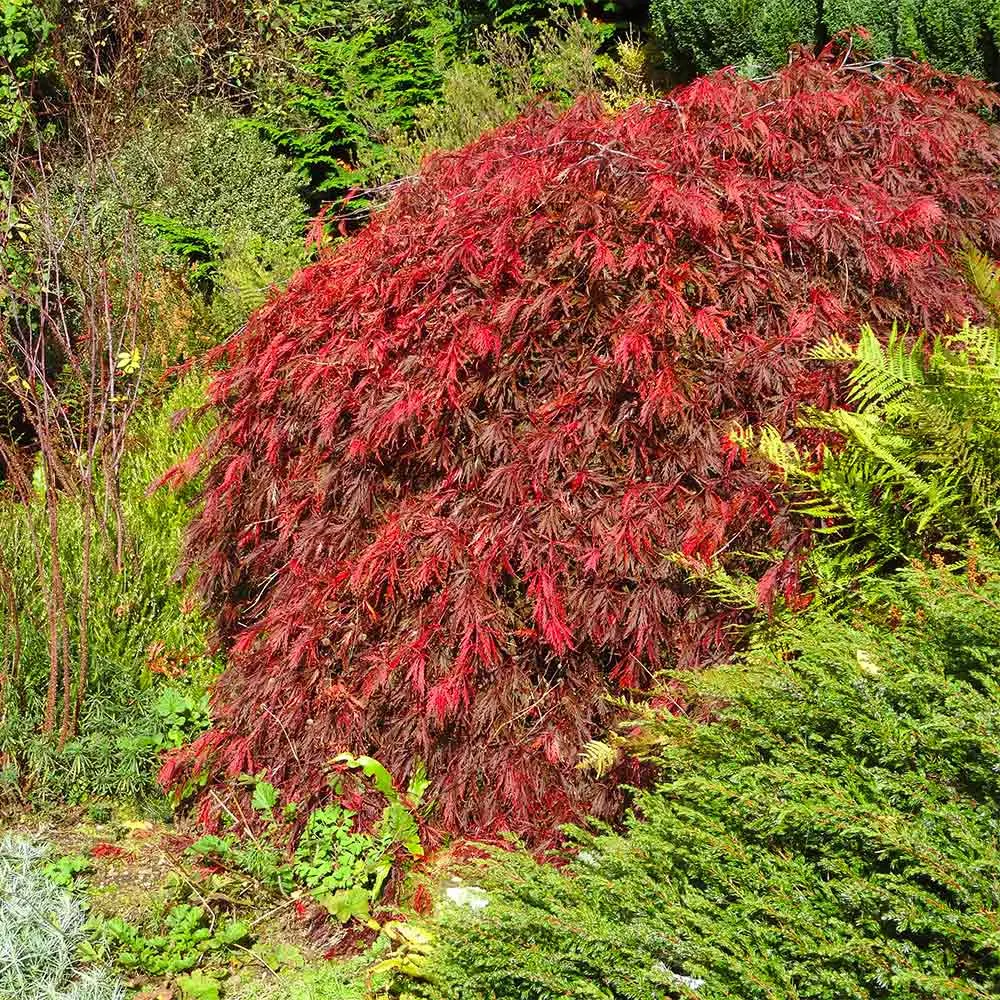 Red Select Japanese Maple Tree - Ornamental Deciduous Garden Plant
