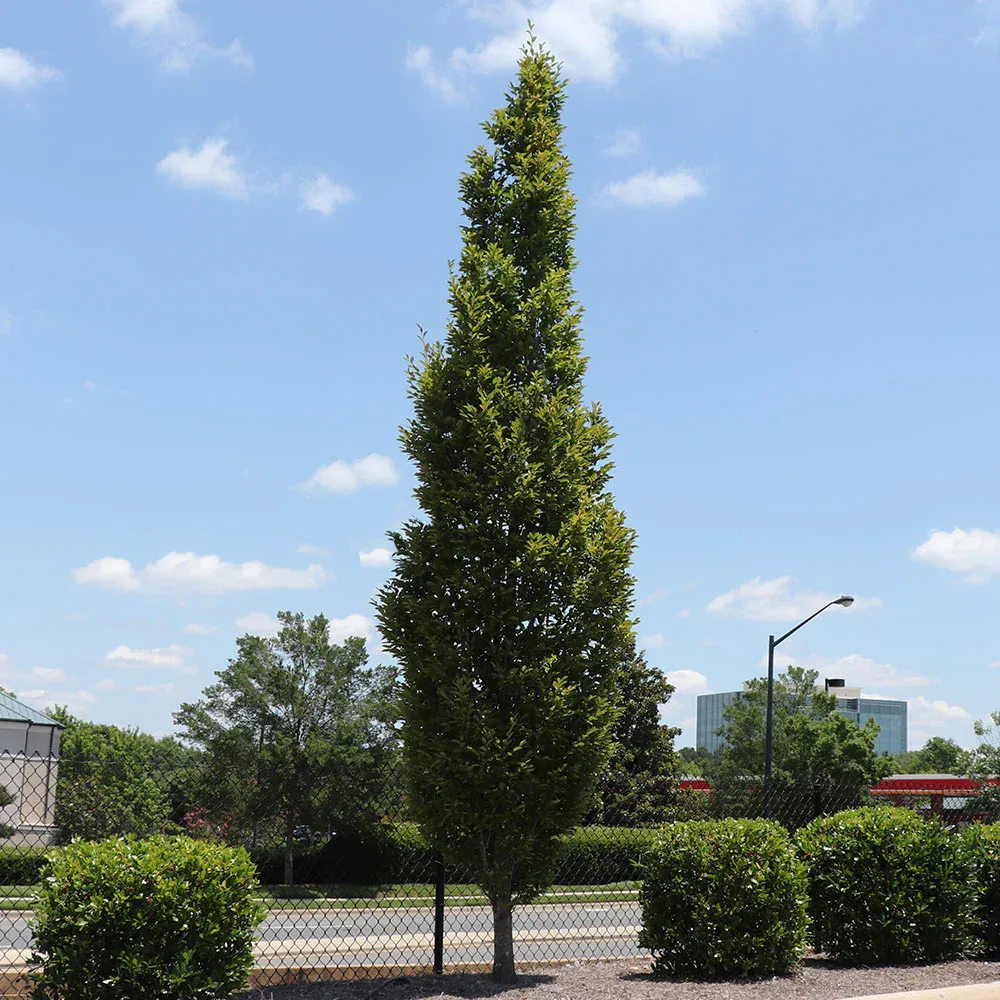 Columnar Elm Tree - Upright Deciduous Specimen for Vertical Landscaping
