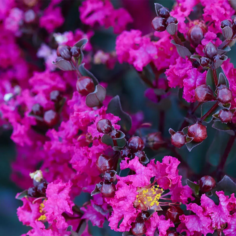 Mystic Magenta Crape Myrtle Tree - Dark Foliage Flowering Ornamental