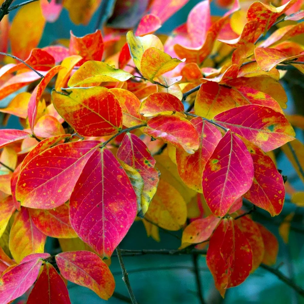 Sioux Crape Myrtle Tree - Deciduous Ornamental Flowering Shrub 4