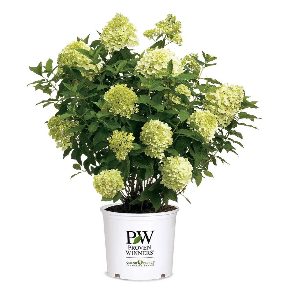 Proven Winners® Limelight Hydrangea Shrub - Hardy Panicle Hydrangea 5