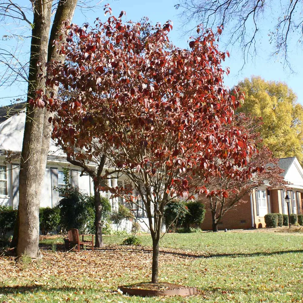 Lifelike Red Dogwood Tree Decorative Artificial Plant 2