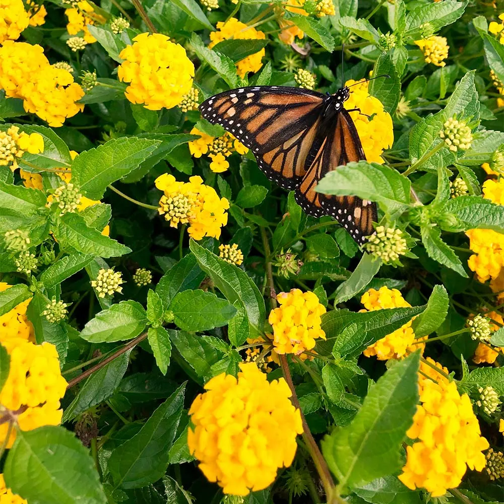 New Gold Lantana Flowering Shrub - Heat and Drought Tolerant Garden Plant