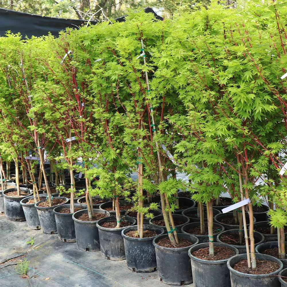 Coral Bark Japanese Maple Tree (Acer palmatum 'Sango-kaku') 6