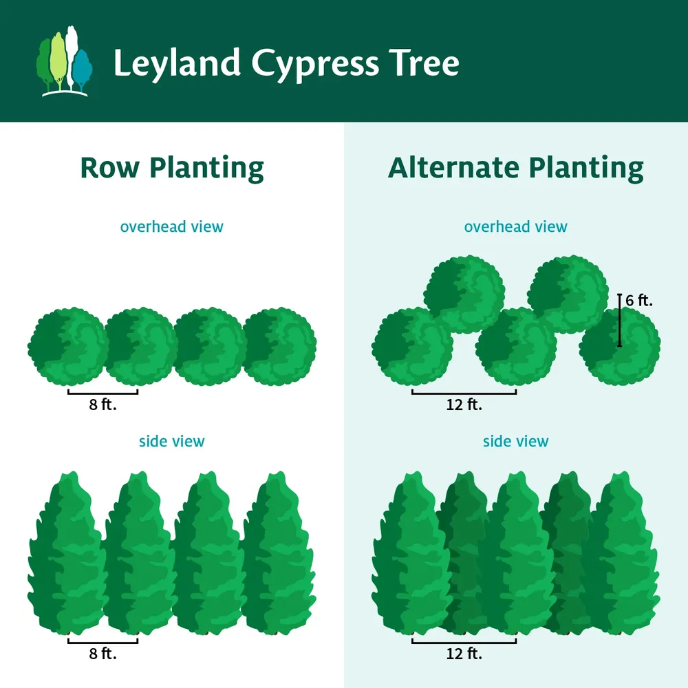 Leyland Cypress Tree - Fast-Growing Evergreen Privacy Hedge 4