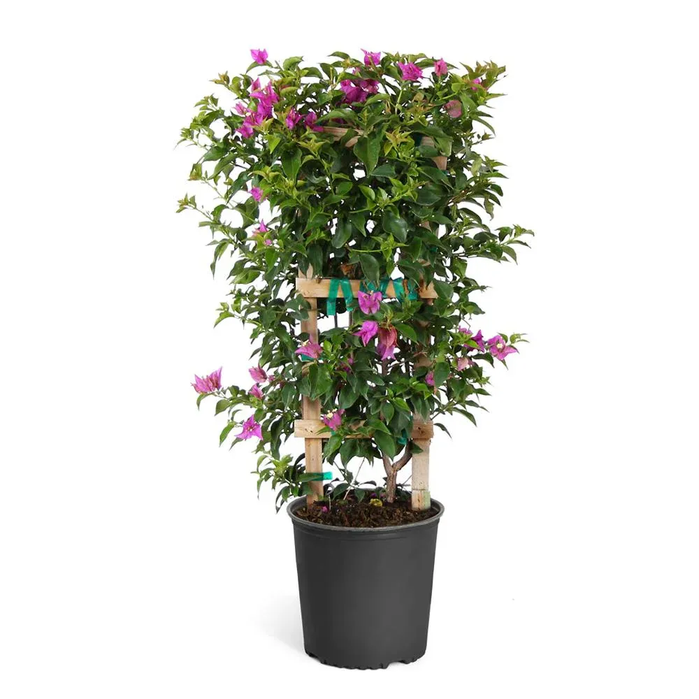 New River Purple Bougainvillea Vine 2