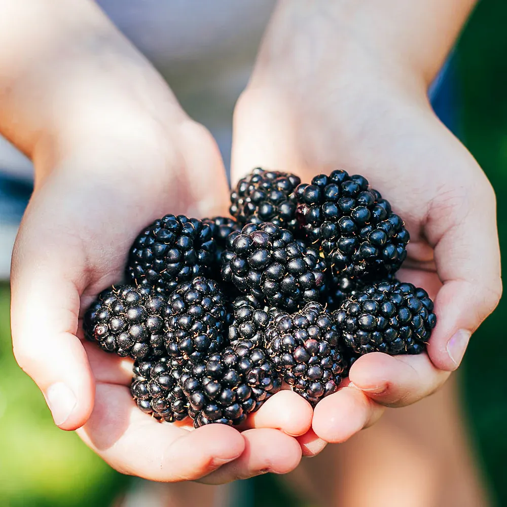 Kiowa Blackberry Bush - High-Yield Fruit-Bearing Shrub