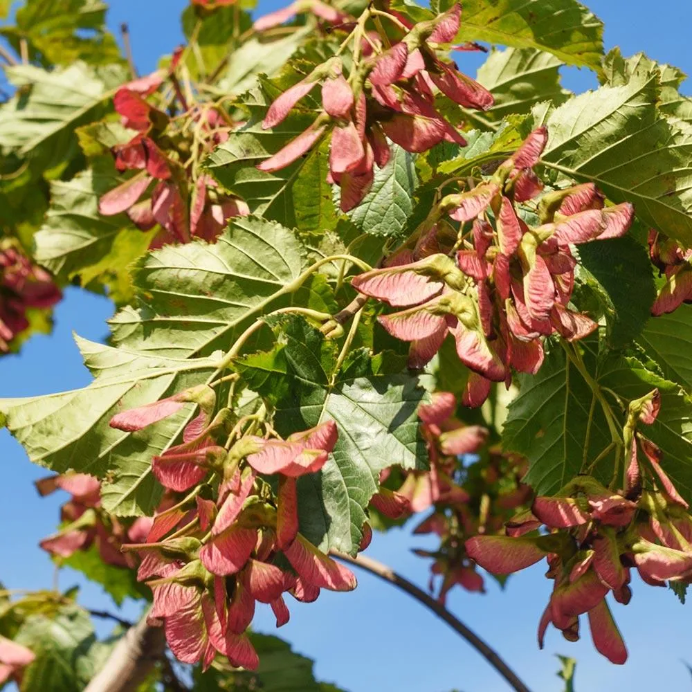 Flame Amur Dwarf Maple Tree - Compact Acer Ginnala Ornamental Shrub 4