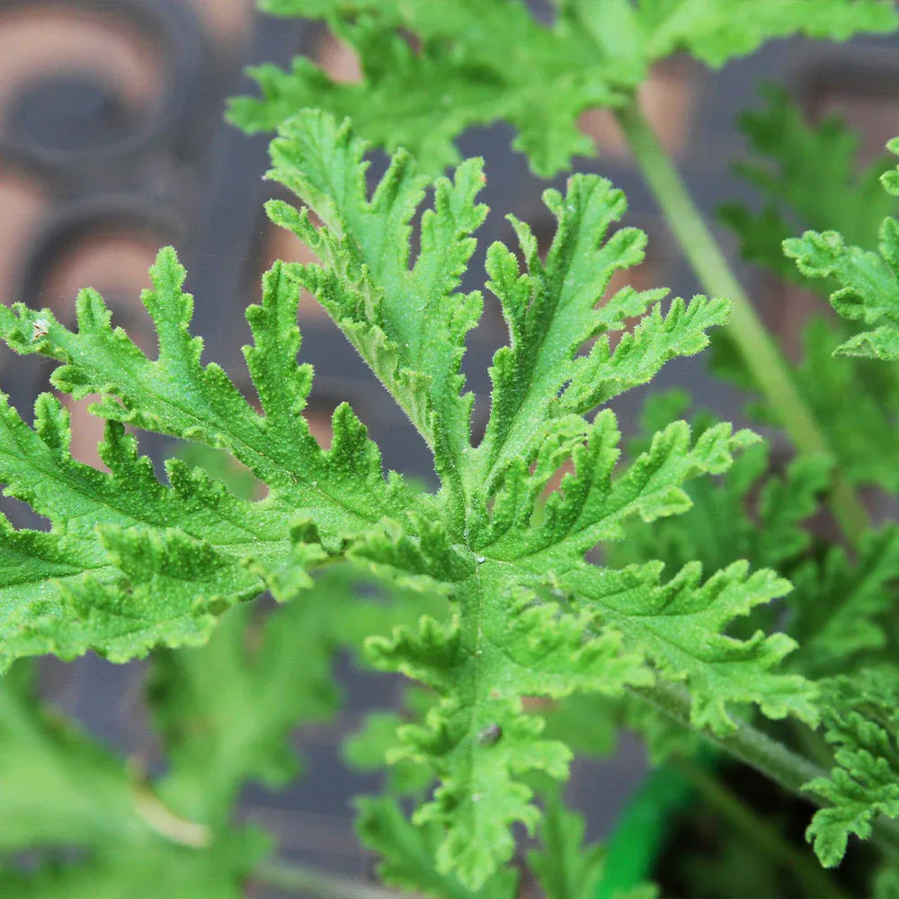 Citronella Plant - Natural Fragrant Live Plant for Indoor and Outdoor Spaces 3