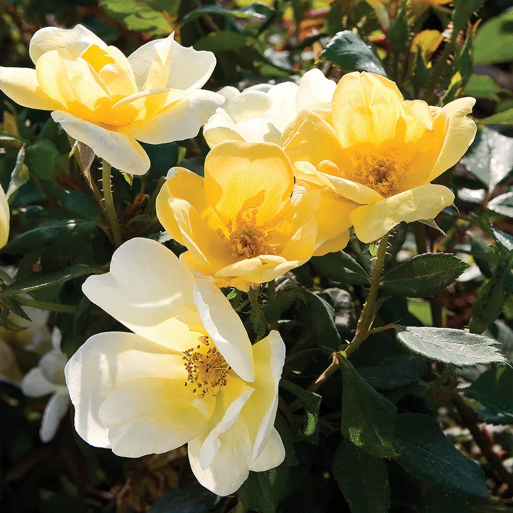 Sunny Knock Out® Rose Tree - Yellow Flowering Ornamental Shrub 2