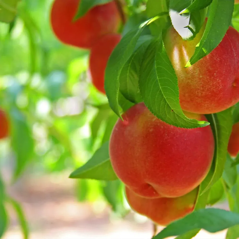 Contender Peach Tree - Cold Hardy Fruit Bearing Sapling