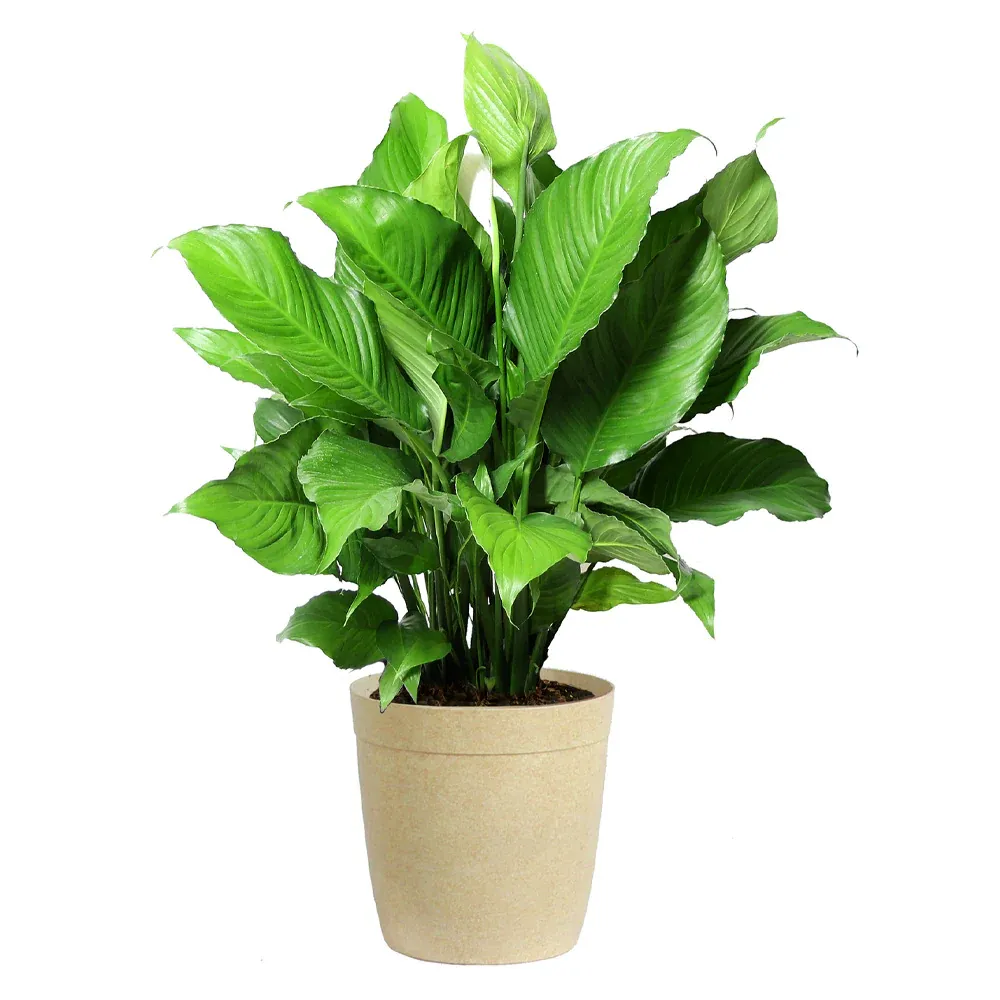 Peace Lily Indoor Houseplant (Spathiphyllum) 4