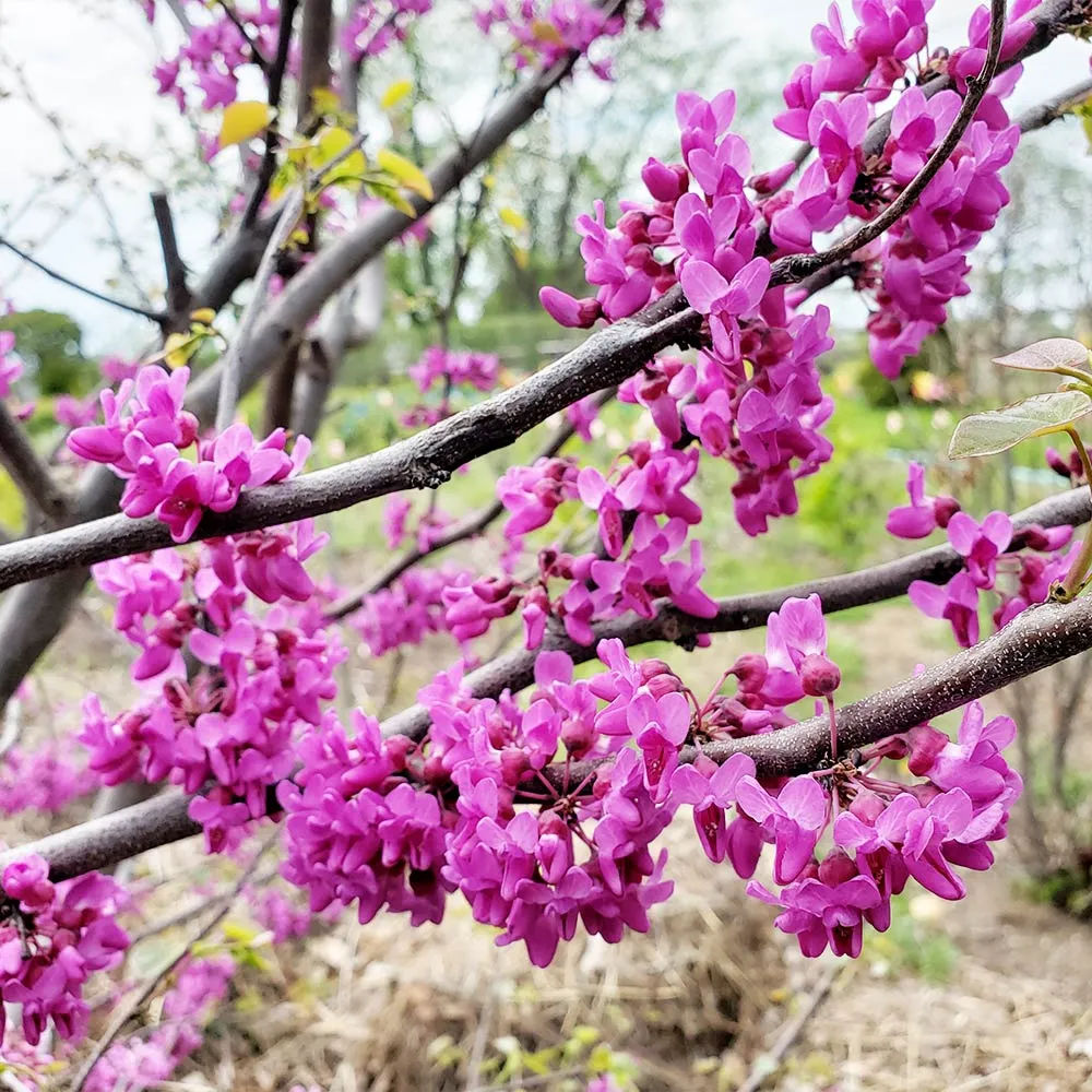 Luscious Lavender™ Redbud Tree (Cercis canadensis)
