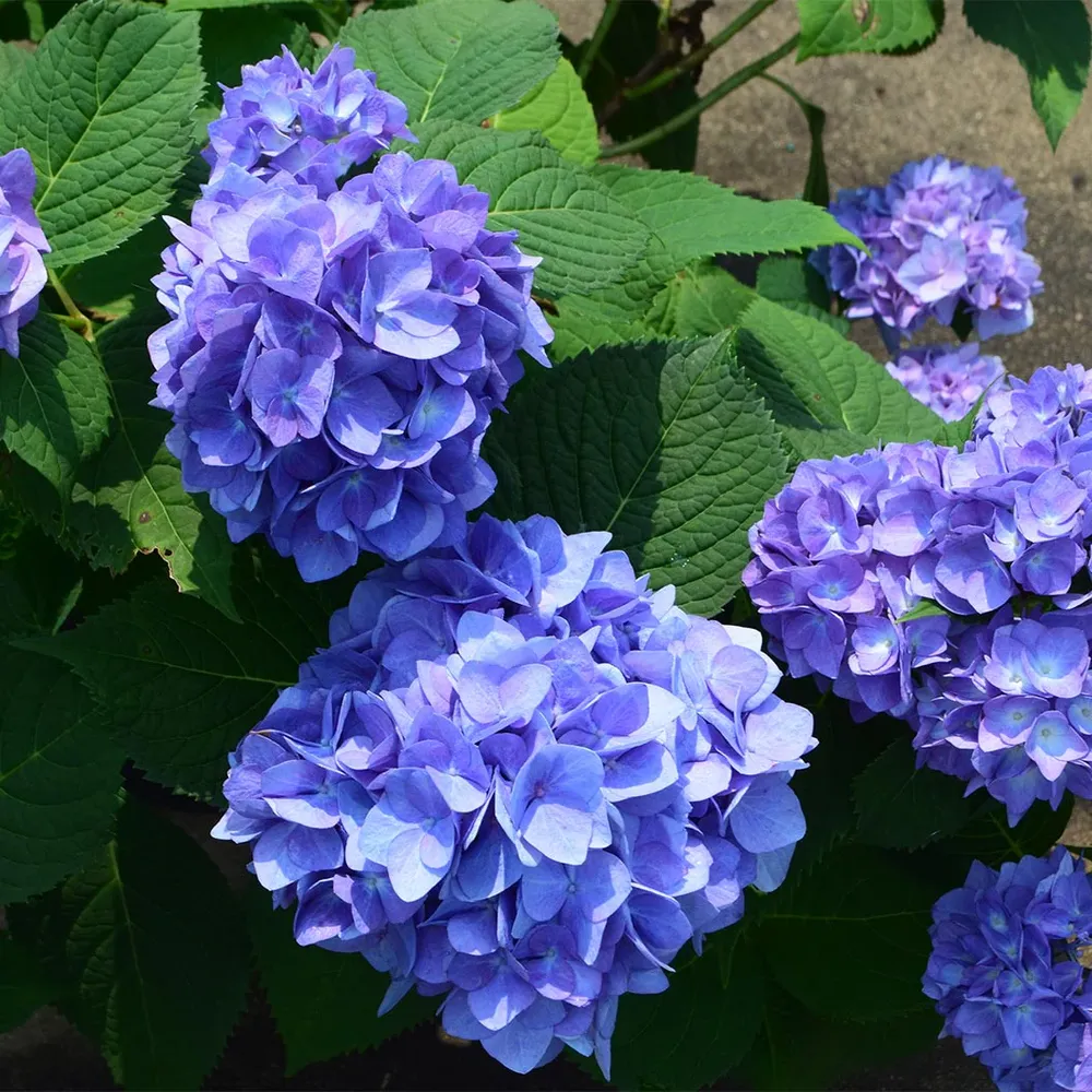 Garden District Blushing Blues™ Hydrangea Bush 2