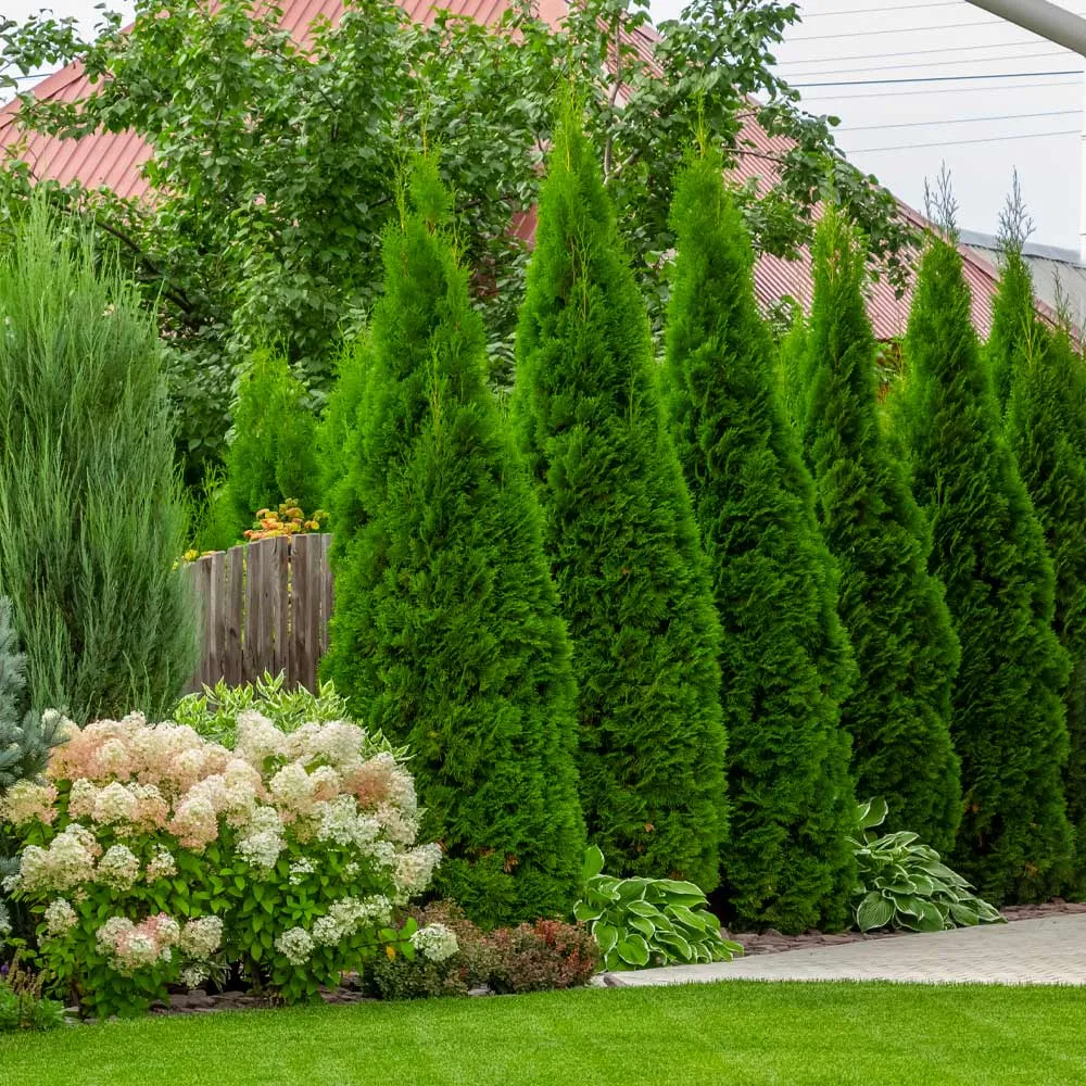 Emerald Green Arborvitae (Thuja Occidentalis) Evergreen Privacy Hedge 1