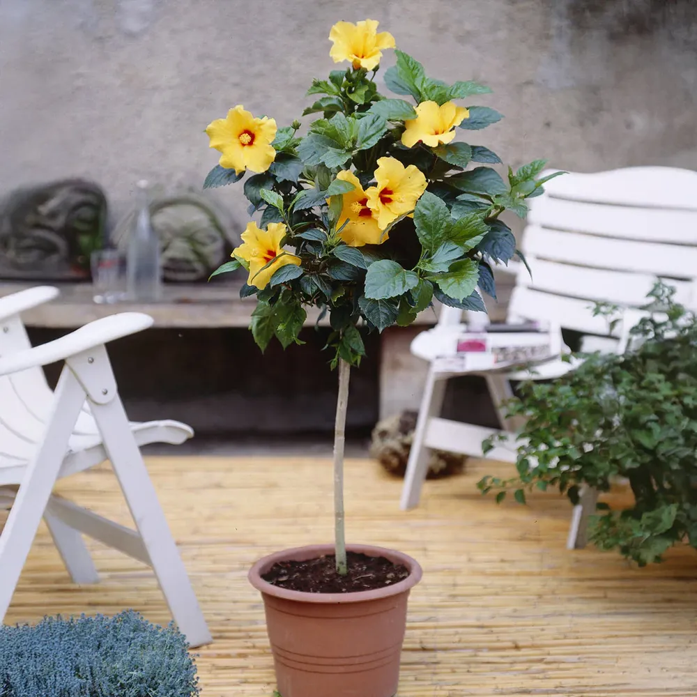 Tequila Yellow Tropical Hibiscus Tree - Vibrant Flowering Garden Plant
