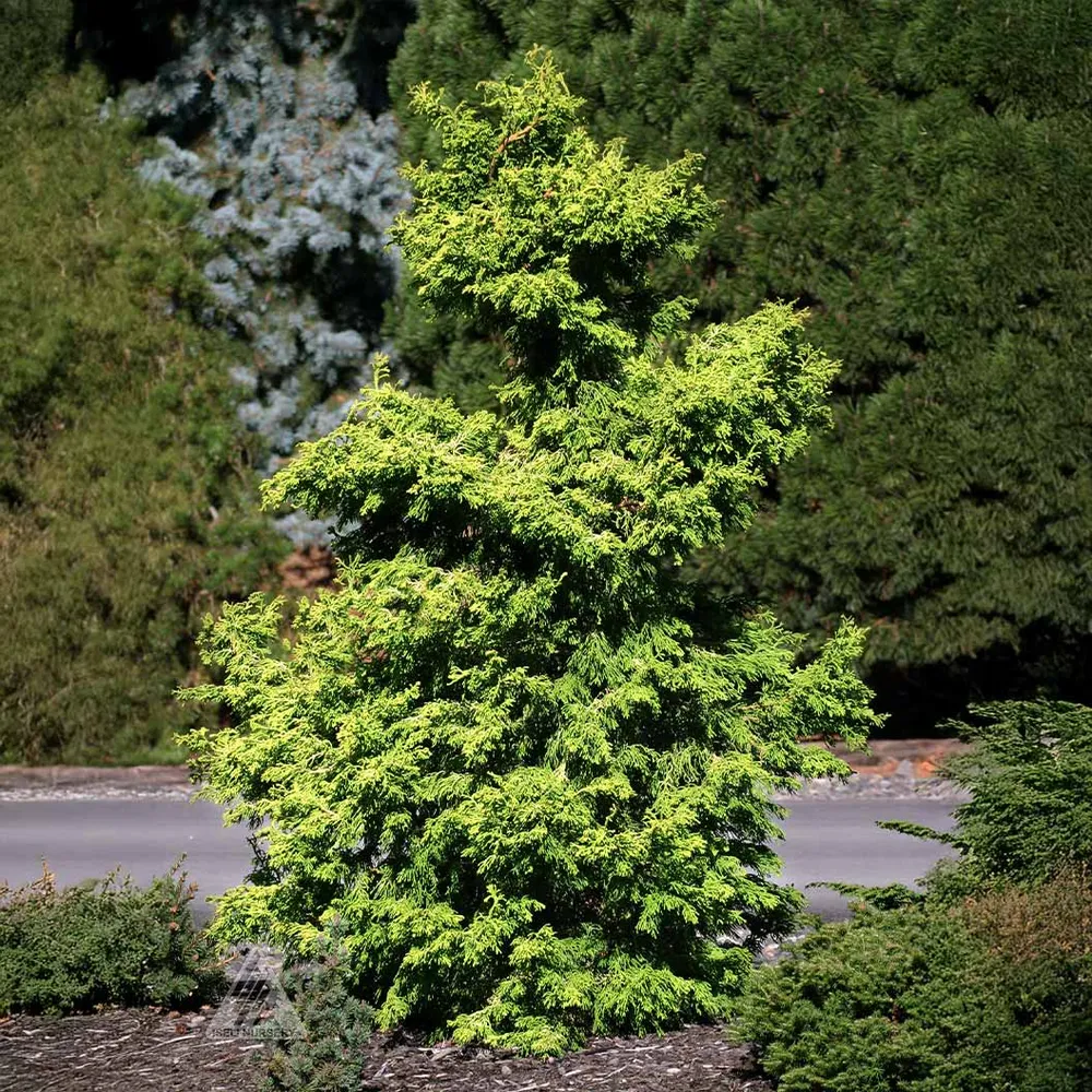 Sunny Swirl Hinoki Cypress Tree - Spiral Topiary Ornamental Evergreen