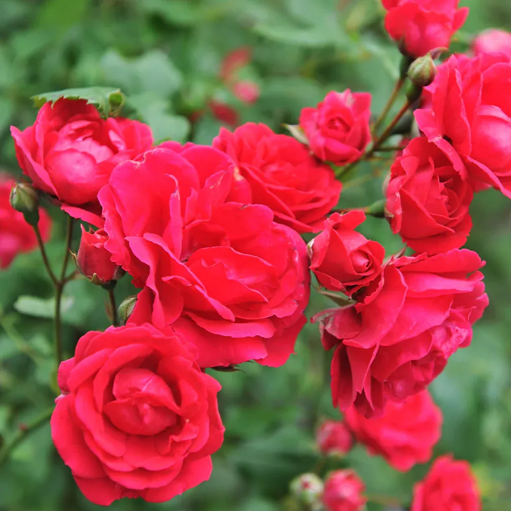Blaze Improved Climbing Rose Shrub - Vigorous Repeat-Blooming Red Rose 2