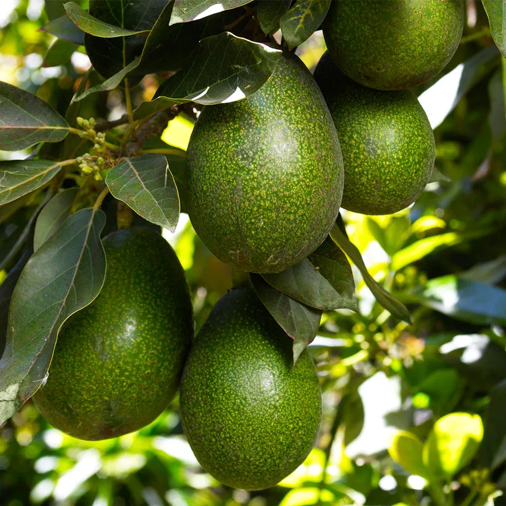 Lula Avocado Fresh Green Fruit