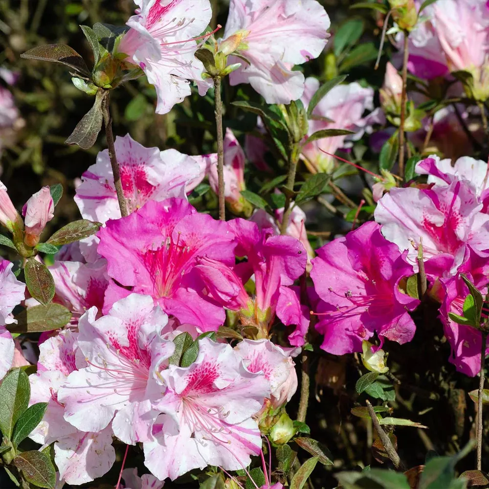 Autumn Twist® Encore® Azalea - Reblooming Evergreen Flowering Shrub 1