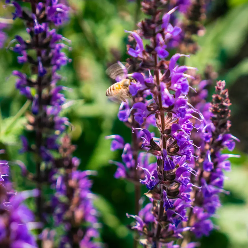 Blue by You Salvia Perennial Flowering Garden Plant 2