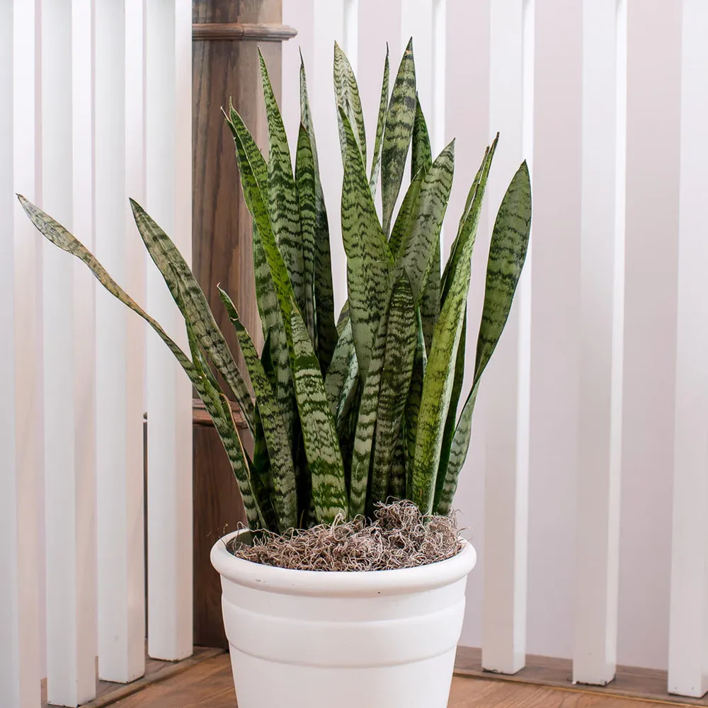 Zeylanica Snake Plant (Sansevieria Trifasciata) - Indoor Houseplant 1